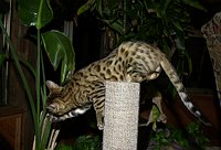 Lancelot at 17 weeks.  